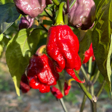 Purple Death - Seeds - The Pepper Pantry (Formerly Marie Sharp's)